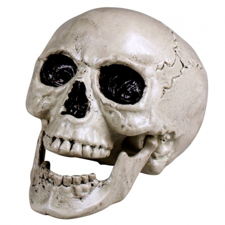 Crâne humain avec mâchoire mobile idéal pour réaliser une décoration pour Halloween Crâne humain avec mâchoire mobile idéal pour réaliser une décoration pour Halloween